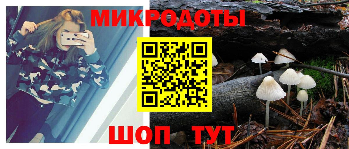 Псилоцибиновые грибы Psilocybe Сосновый Бор